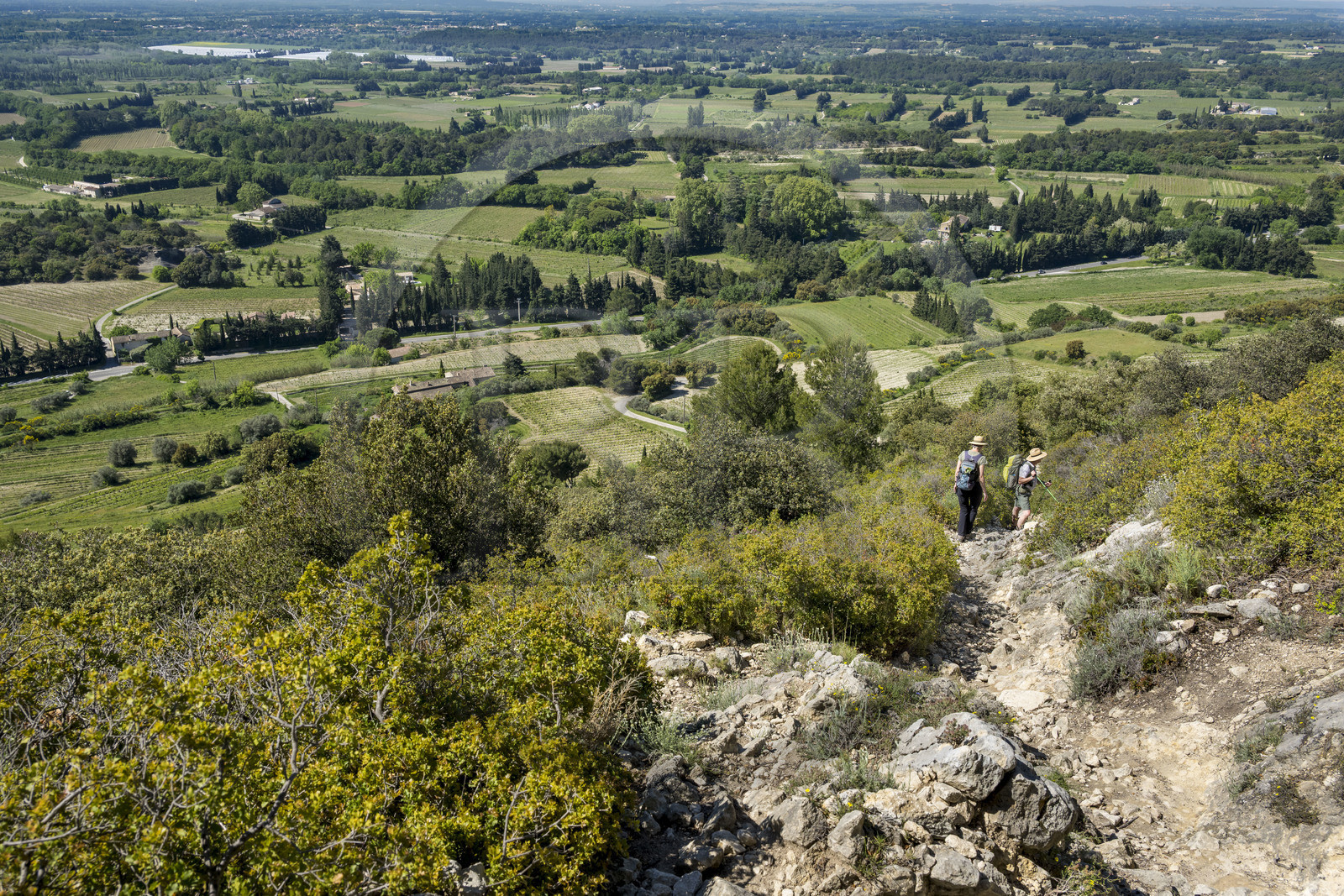 France, Vaucluse (84), Dentelles de Montmirail, Beaumes-de-Venise, randonneurs descendant du plateau des Courens et la plaine en arrière plan
