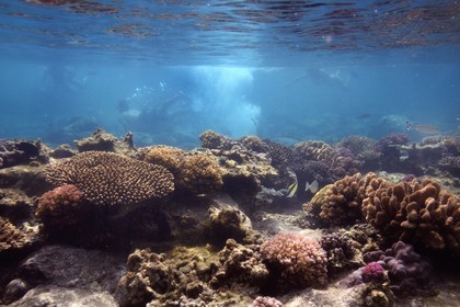 France, Ile de la Reunion, Côte Ouest, Saint-Gilles-Les-Bains (commune de Saint-Paul), le récif corallien du lagon de l'Ermitage (vue sous-marine)