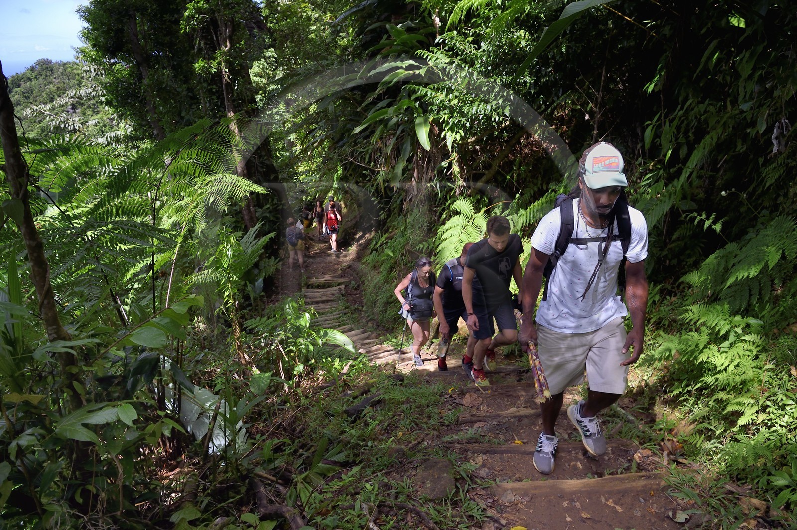 Caribbean, Dominica Island, Morne Trois Pitons National Park listed as World heritage by UNESCO, hike into the heart of the rainforest towards the Middleham Falls, Waitukubuli hiking trail that crosses the island