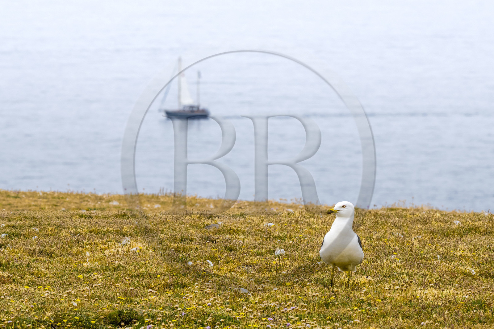 France, Morbihan, Groix Island, the Pointe de Pen-Men nature reserve,