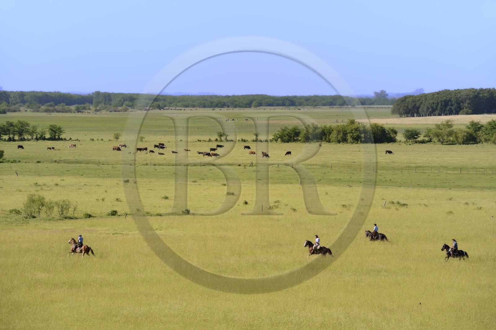 Argentine, province de Buenos Aires, San Antonio de Areco, estancia La Bamba de Areco, gauchos à cheval dans la pampa