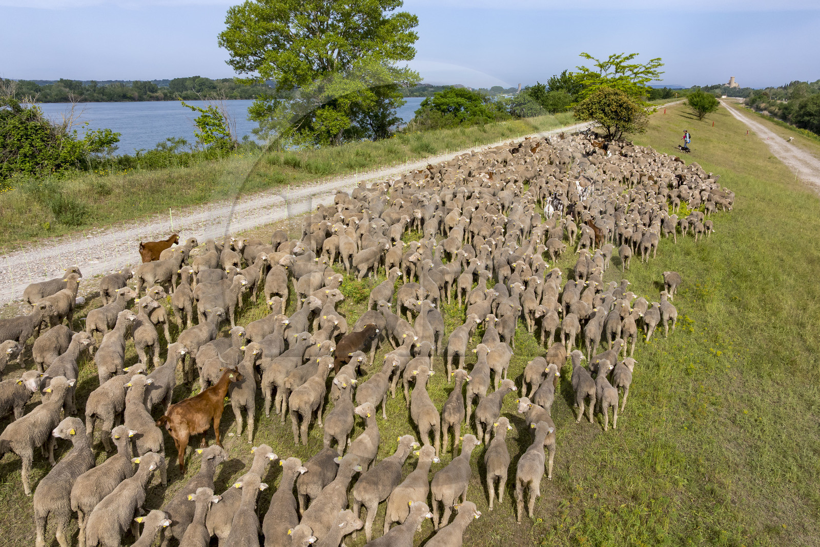 France, Vaucluse (84), Châteauneuf-du-Pape, le troupeau de brebis Merinos d'Arles (et quelques chèvres) menée par la bergère Natacha Fasujevic en éco-pâturage sur les bords du Rhone, le chateau de L'Hers (Xe siècle) en arrière plan (vue aérienne)
