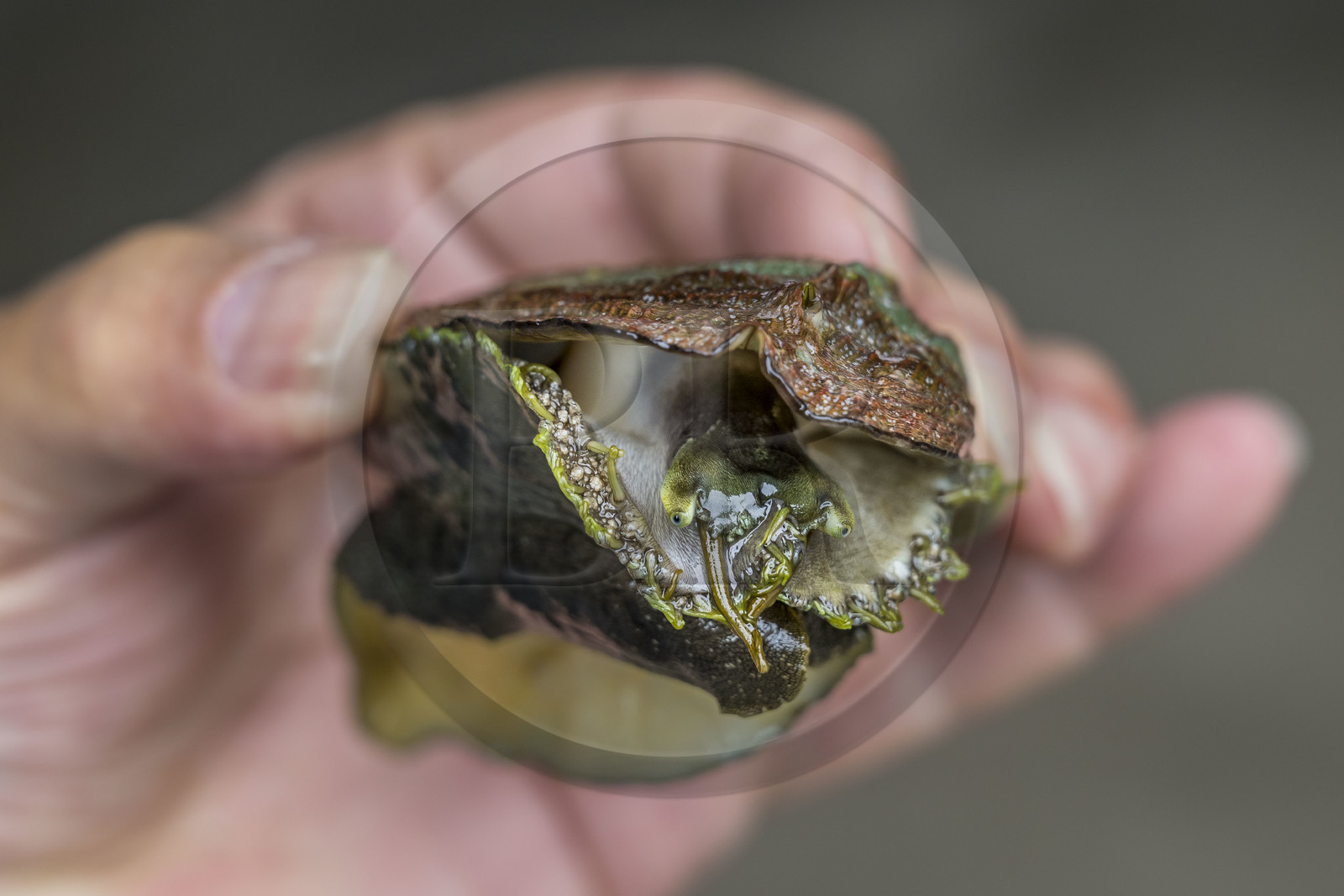 France, Finistère (29), Pays des Abers, estuaire de l'Aber Wrac'h, ormeau (haliotis tuberculata) issu d'un élevage en pleine mer nourri aux algues par France Haliotis