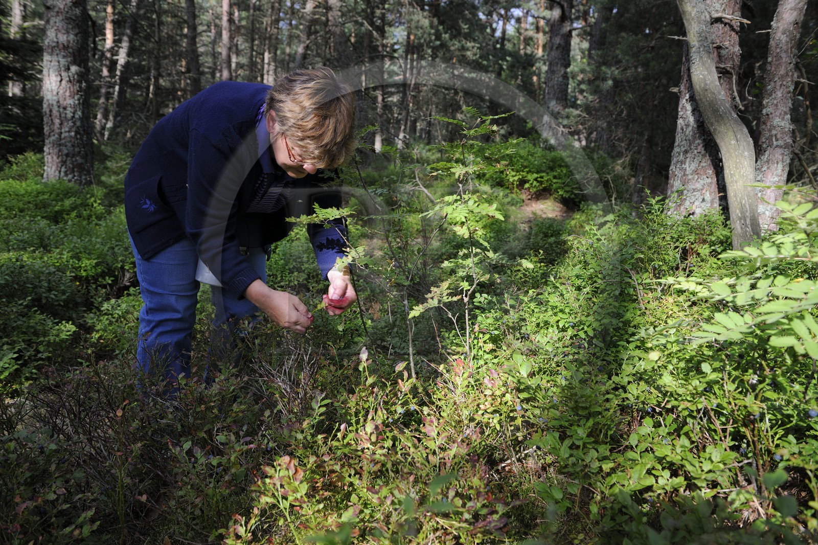 France, Bas-Rhin (67), le Mont Saint-Odile, ceuillette de myrtille