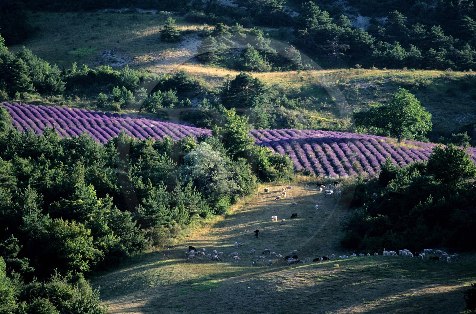France, Hautes-Alpes (05), champ de lavande