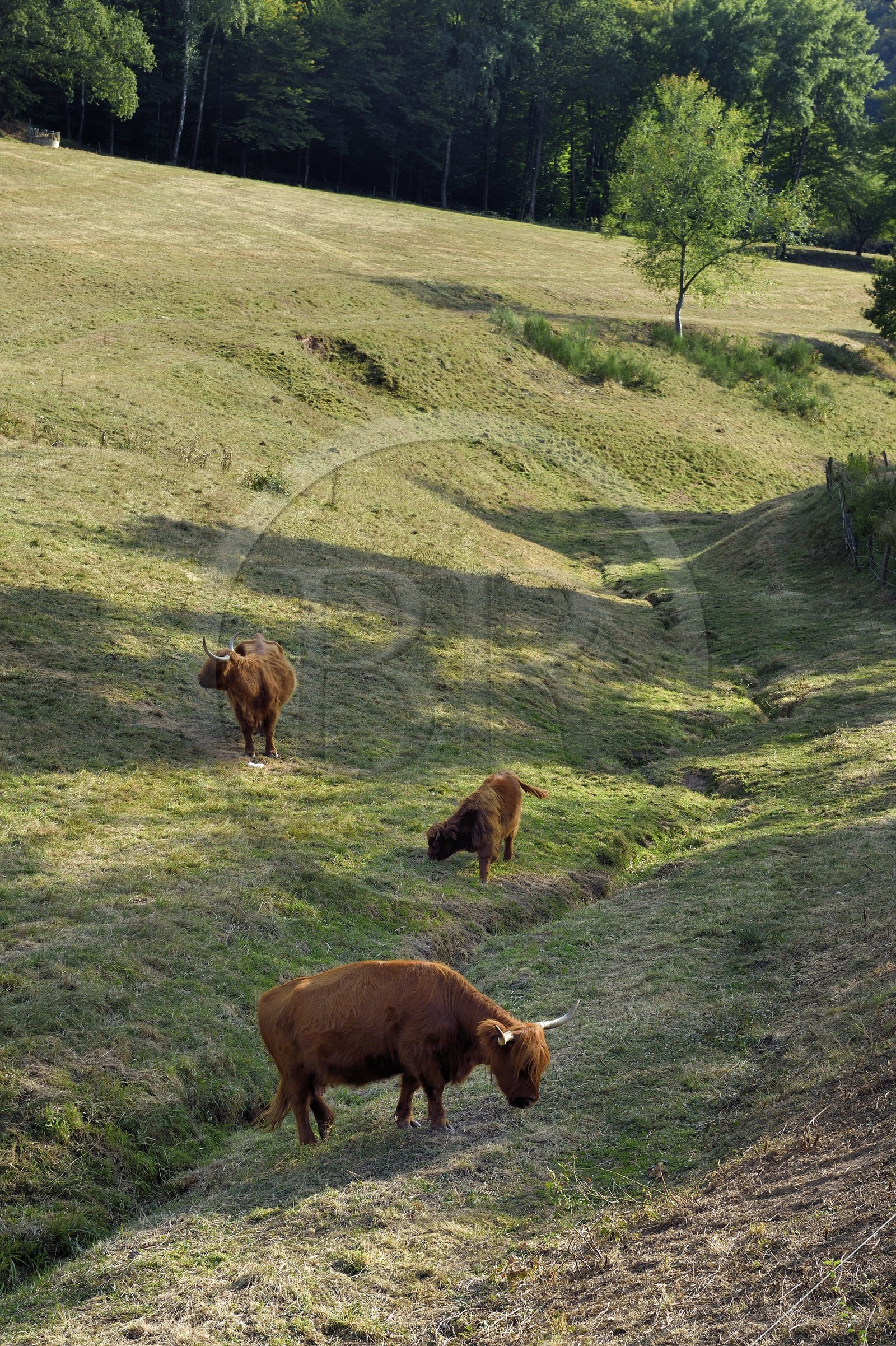 France, Bas Rhin, Northern Vosges Regional Natural Park, Lembach, highland cows introduced in the 1990s to clear wetland wastelands from valleys