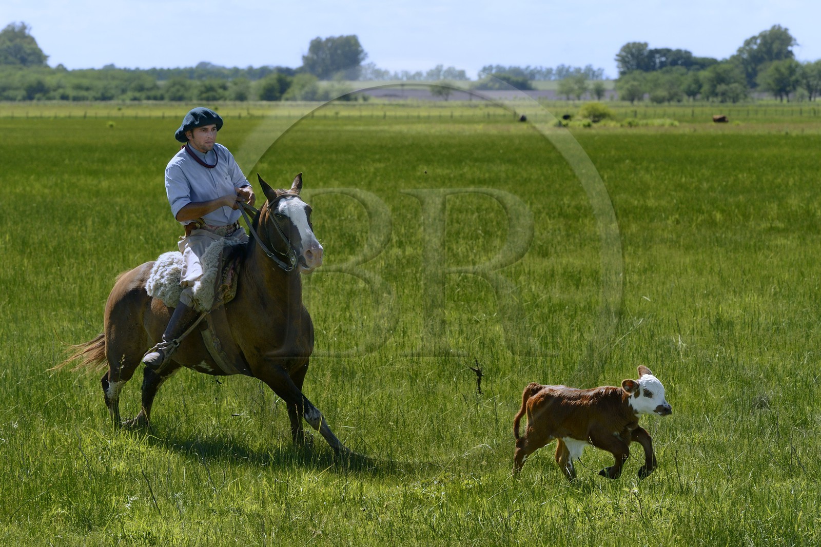 Argentine, province de Buenos Aires, San Antonio de Areco, estancia La Bamba de Areco, gauchos au travail
