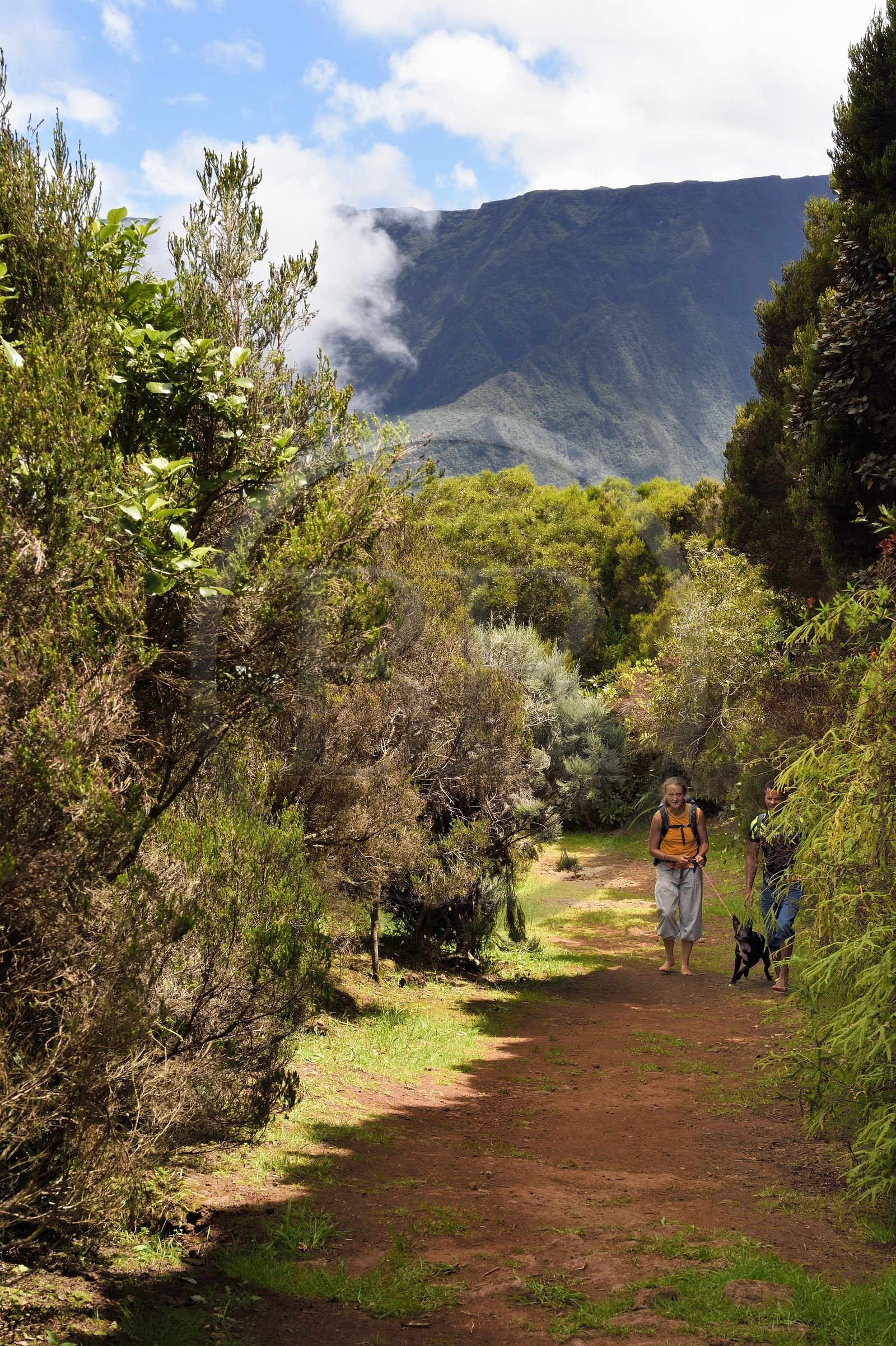 France, Reunion island (French overseas department), Le Tampon, Hauts de Mont-Vert forest above the Rivière des Remparts, hiking with a dog
