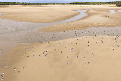 France, Vendée (85), Talmont-Saint-Hilaire, la Pointe du Payré, promeneurs et mouettes sur la plage du Veillon et estuaire de la rivière Payré (vue aérienne)