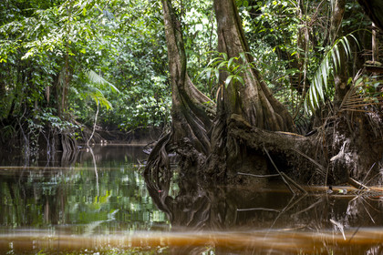 France, Guyane, Kourou, camp Maripas dans la forêt tropicale, Pterocarpus officinalis aux grands contreforts ondulés ou moutouchi-marécage en créole guyanais dans une crique, petite rivière, affluent du fleuve Kourou
