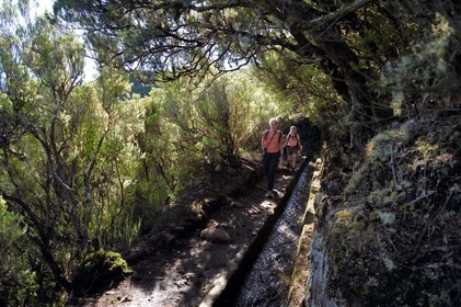Portugal, Ile de Madère, randonnée dans La forêt de Rabaçal par la levada do Alecrim, un de ces innombrables canaux d'irrigation qui guident l’eau des hauts plateaux jusqu’aux terrasses cultivées du sud