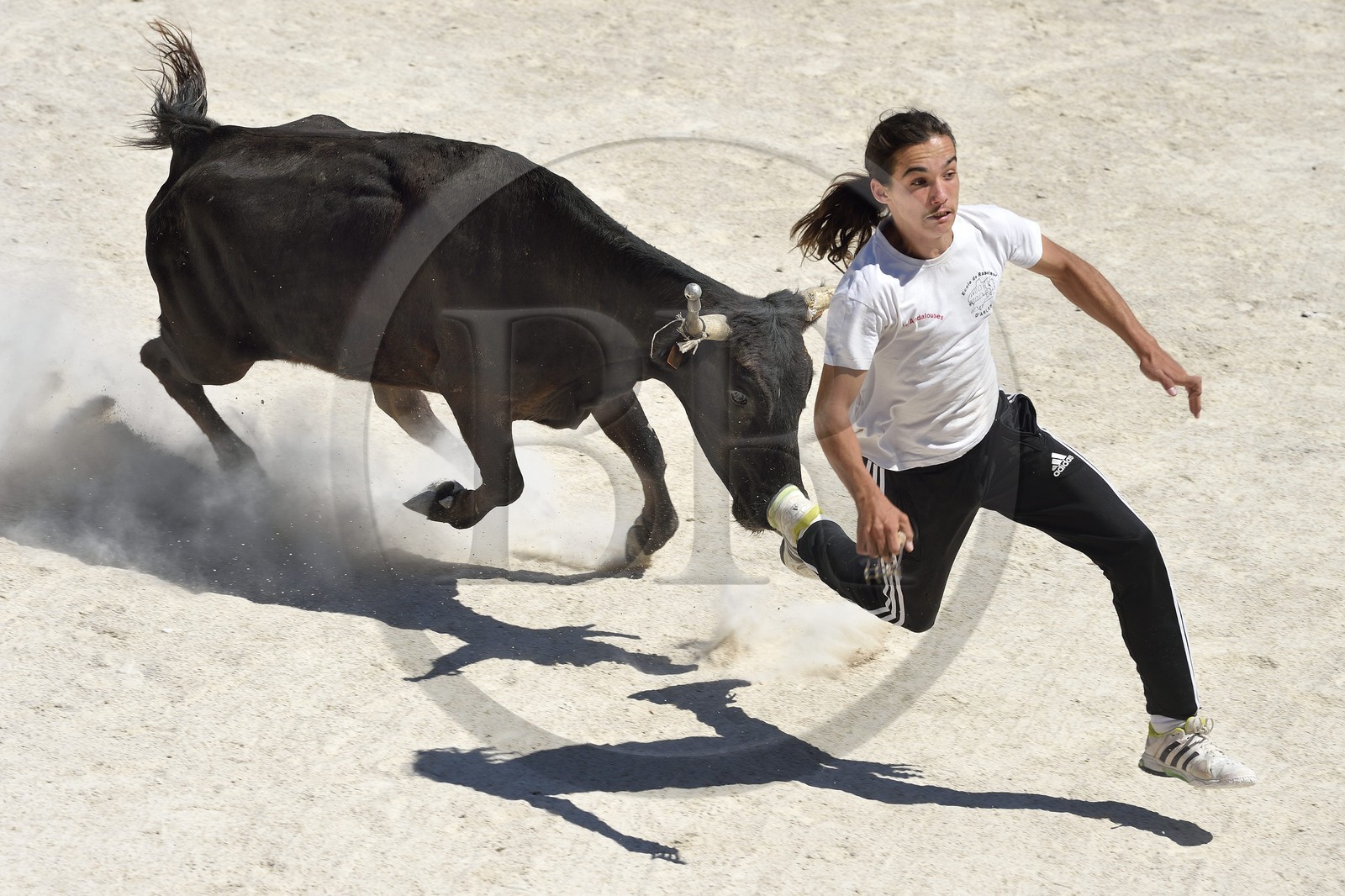 France, Bouches-du-Rhône (13), Parc naturel régional de Camargue, étang de Vaccares, démonstration de course camarguaise aux arènes du domaine de Méjanes