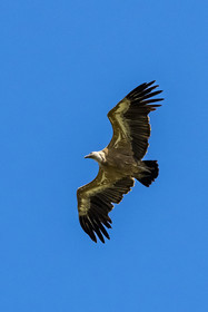 France, Drôme (26), parc naturel régional des Baronnies provençales, Rémuzat, plateau Saint-Laurent, vol d'un vautour fauve (Gyps fulvus) au dessus de la vallée de l'Oule