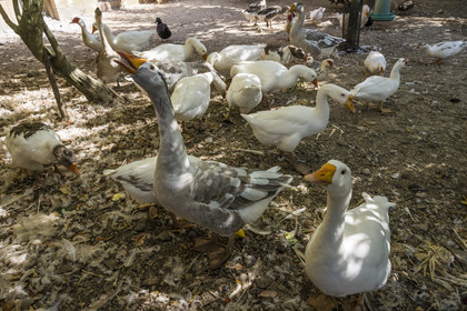 France, Var (83), Provence Verte, Bras, vers Saint-Maximin-la-Sainte-Baume, la maison d'hotes Le Peyrourier - une campagne en Provence