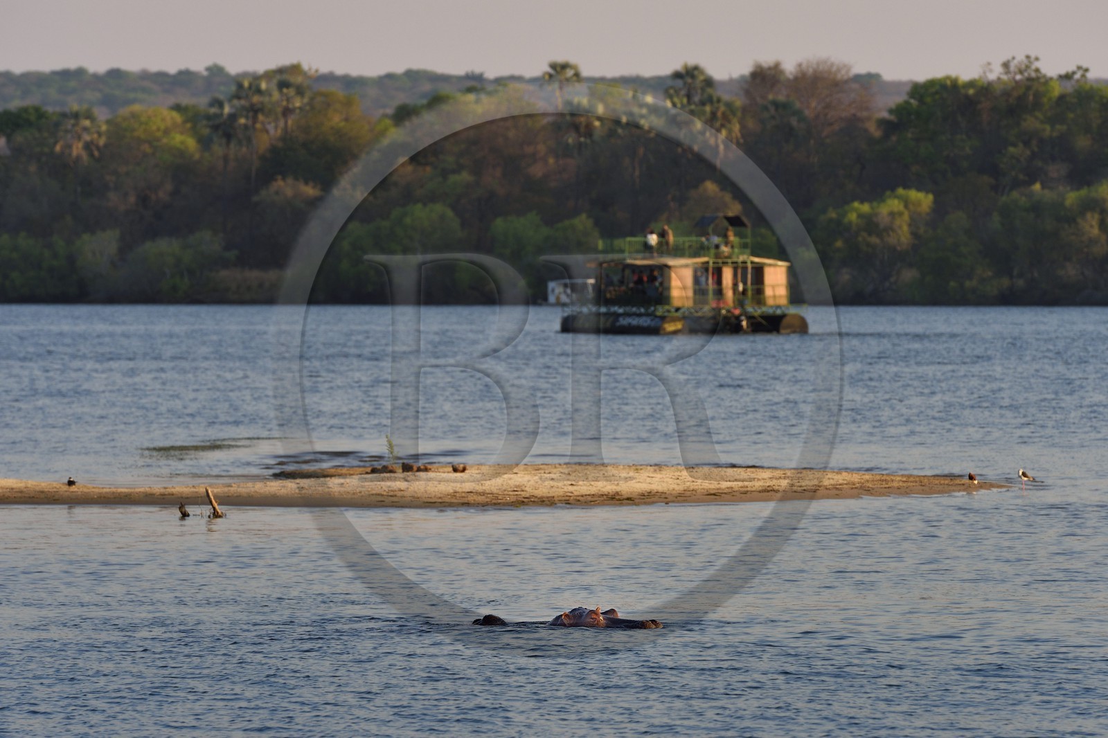 Zimbabwe, Matabeleland North Province, Victoria Falls, the Zambezi River upstream from Victoria Falls, hippopotamus (Hippopotamus amphibius)