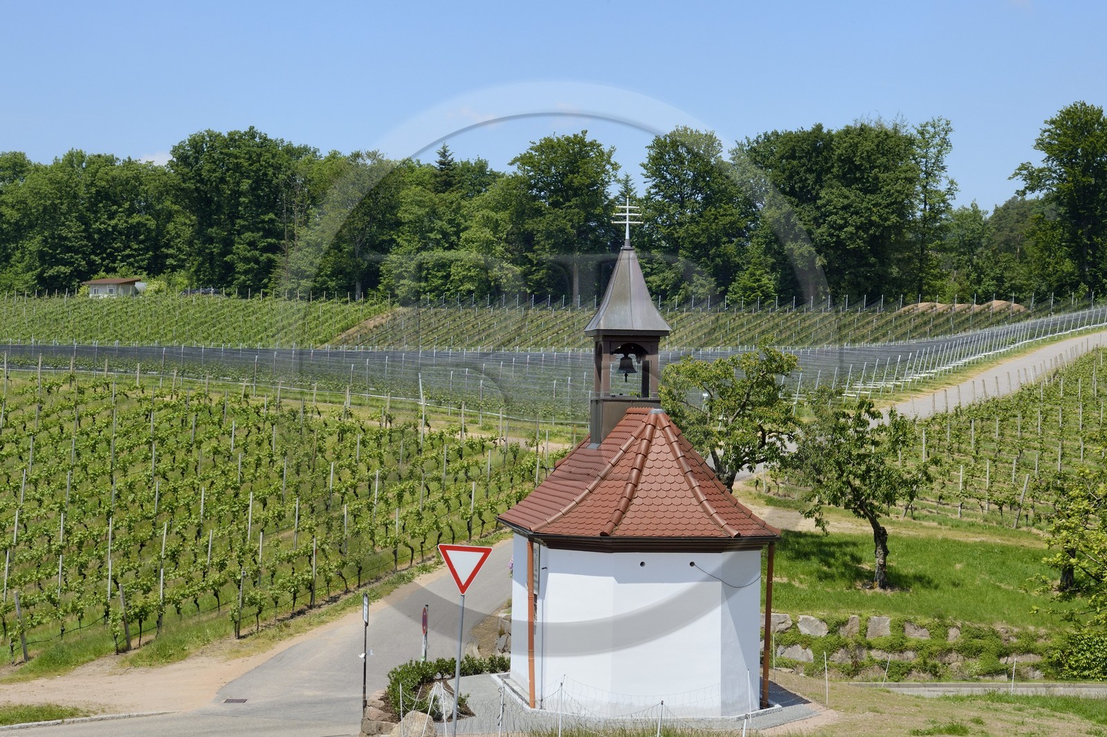 Allemagne, Bade-Wurtemberg, le vignoble à Durbach, chapelle sur la route de Heimbach