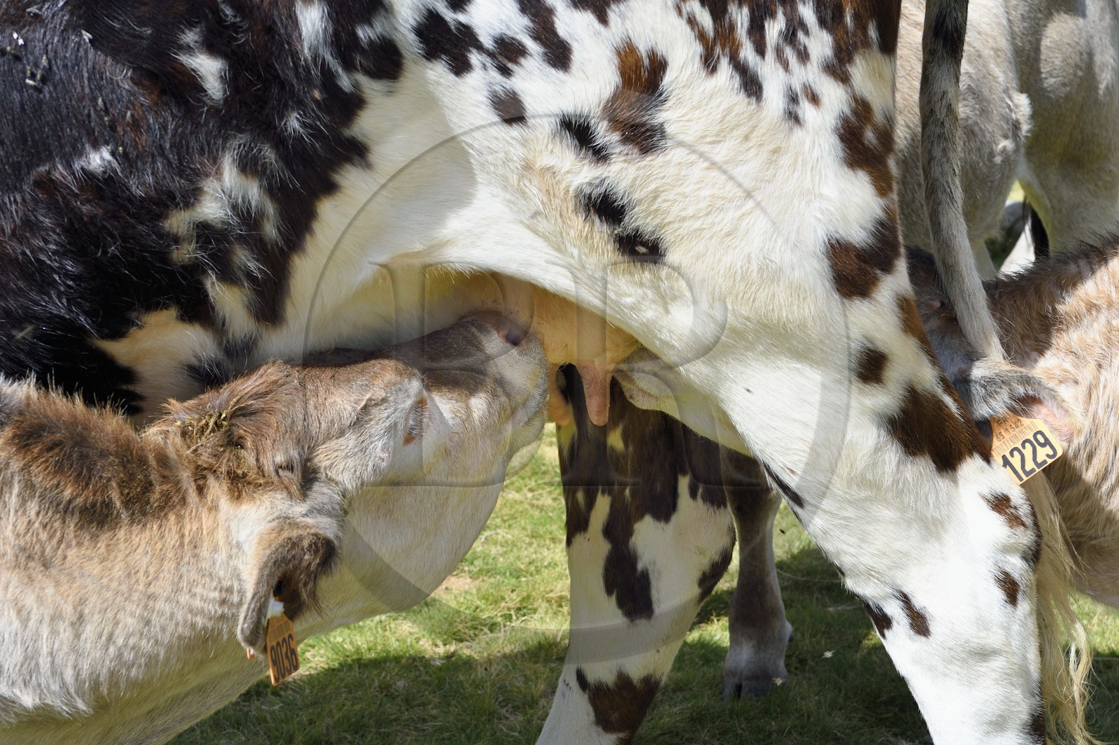 France, Hautes Pyrenees, Saint Lary Soulan and Vielle Aure, Neouvielle National Nature Reserve, Neouvielle lakes hike, cows in mountain pastures at Aubert lake, calves suckling a cow