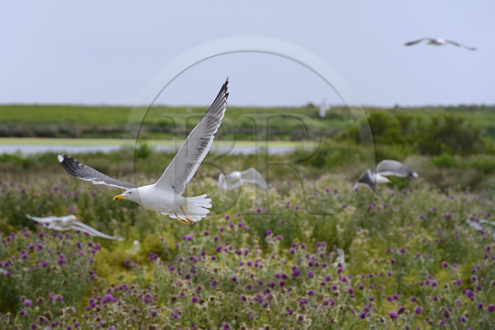 France, Finistère (29), La Foret Fouesnant, archipel des Glénan, Ile du Loc'h, goélands