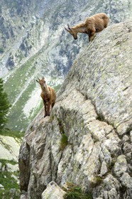 France, Alpes-Maritimes (06), parc national du Mercantour, vallée de la Valmasque, étagne, bouquetin (Capra ibex) femelle des Alpes