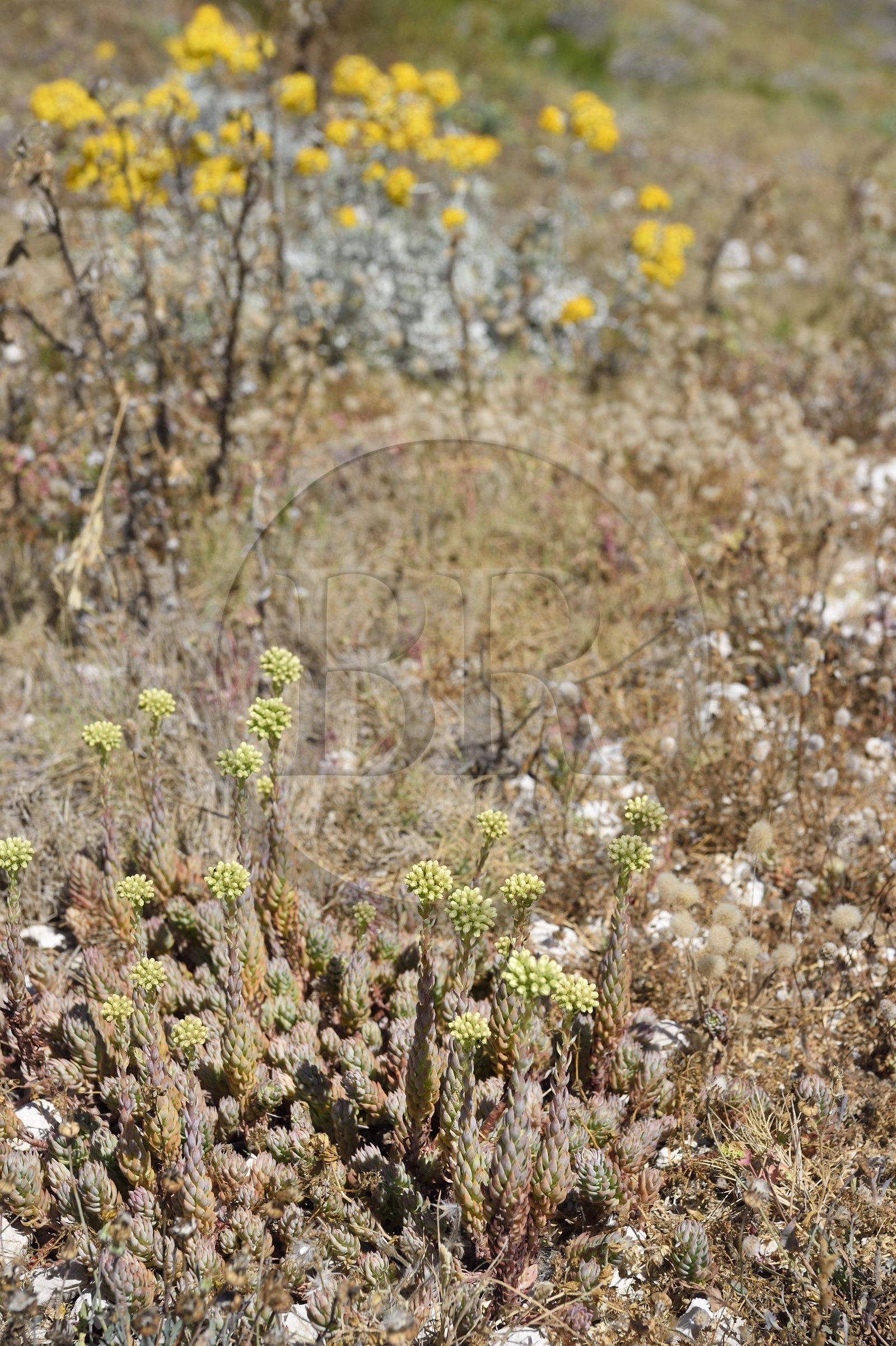 France, Bouches-du-Rhône (13), Marseille, Parc National des Calanques, Archipel des Iles du Frioul, Ile de Pomègues