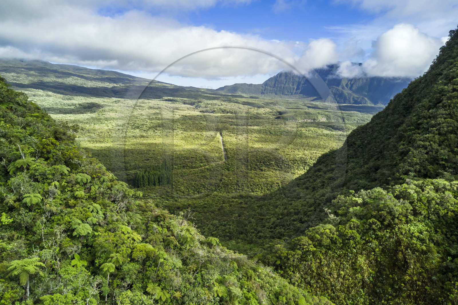 France, Reunion island (French overseas department), Reunion National Park listed as World heritage by UNESCO, La Plaine des Palmistes, the Bebour forest (aerial view)