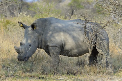 Zimbabwe, Matabeleland South Province, Matobo or Matopos Hills National Park, listed as World Heritage by UNESCO, White Rhinoceros (Ceratotherium simum), young adult of about 7 years