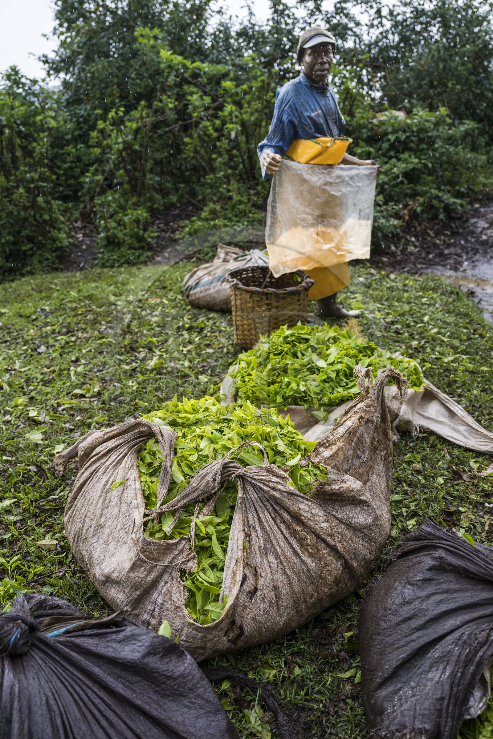 Rwanda, Western Province, Gisuma, tea plantation, freshly picked tea leaves