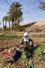 Iran, Province d'Ispahan, désert du Dasht-e Kavir, l'oasis d'Arousan dans la région de Khur et Biabanak, femme récoltant les navets dans son champ