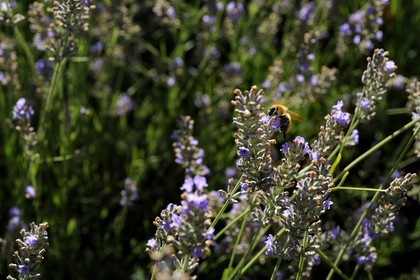 France, Var (83), Provence Verte, Bras, la maison d'hôtes Le Peyrourier une campagne en Provence, abeille butinant de la lavande