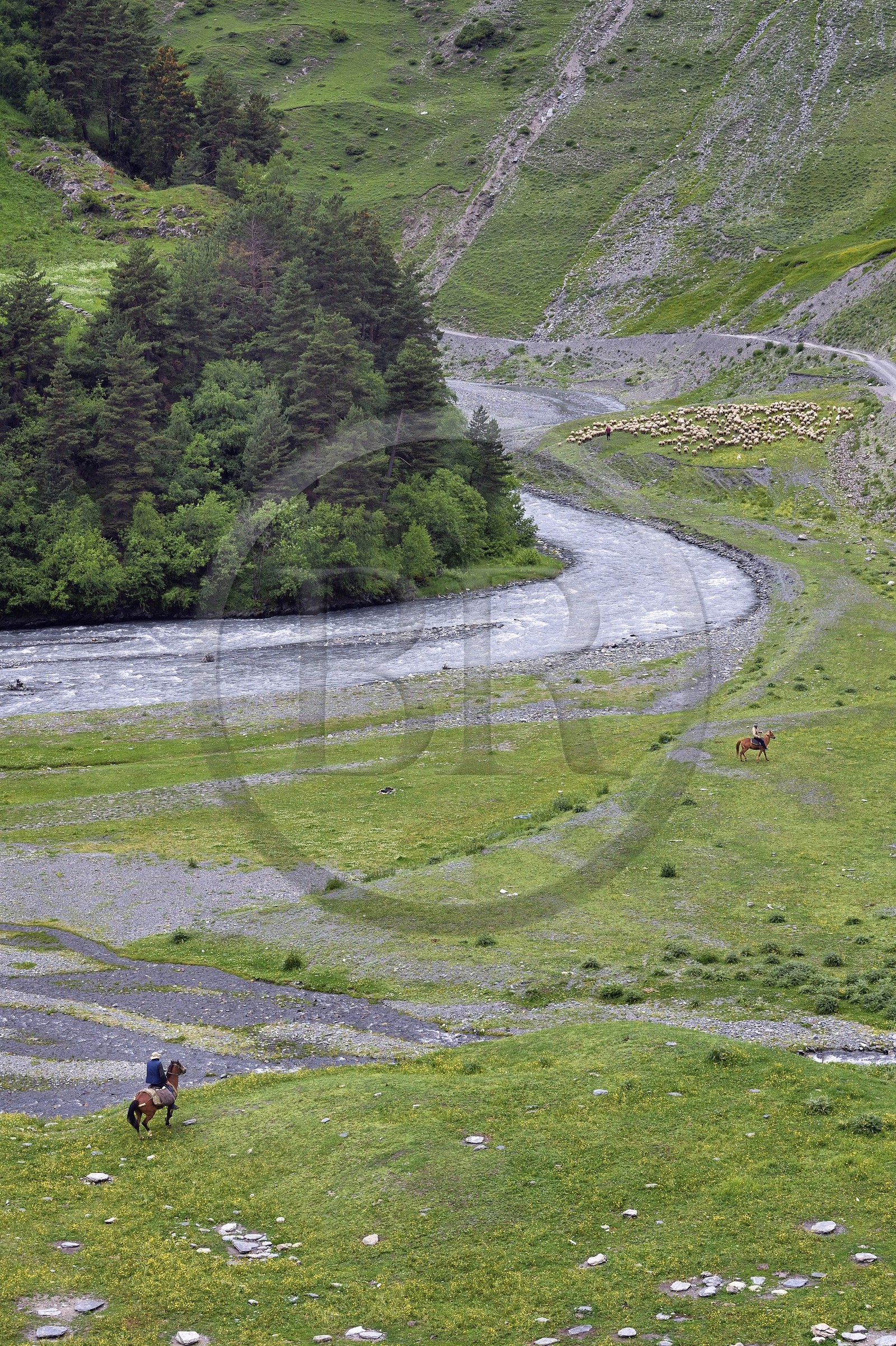 Géorgie, Kakheti, Parc national de Touchétie, vallée de la rivière Alazani dans les montagnes de Pirikiti, berger à cheval et son troupeau de moutons