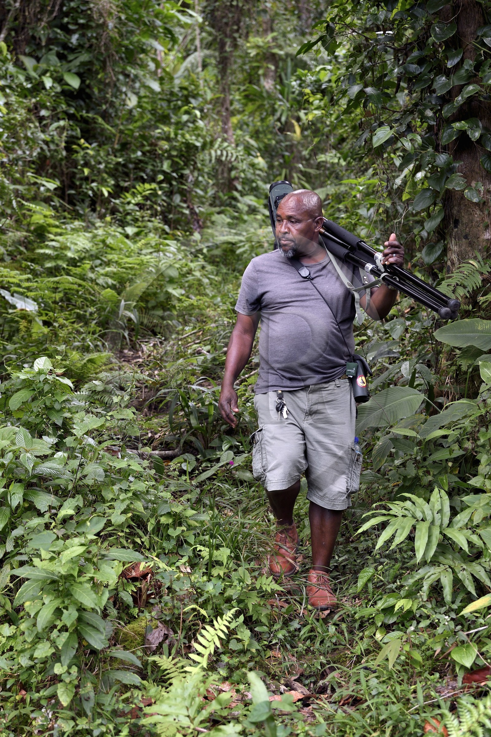 Caraïbes, Ile de la Dominique, Parc national de Morne Diablotin, guide naturaliste Bertrand Jno-Baptiste, observation des oiseaux sur le sentier de randonnée Waitukubuli qui traverse l’ile