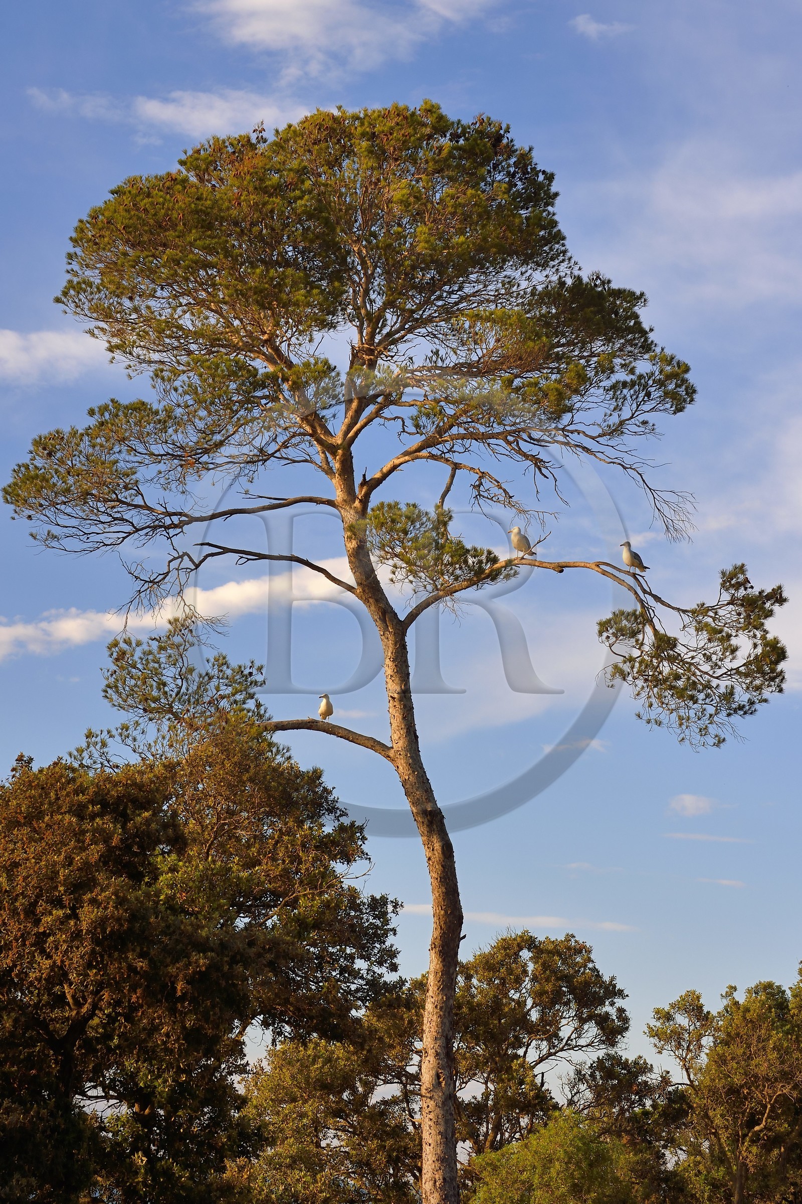 France, Var (83), Iles d'Hyères, parc national de Port Cros, Ile de Porquerolles, goélands perchés dans un pin