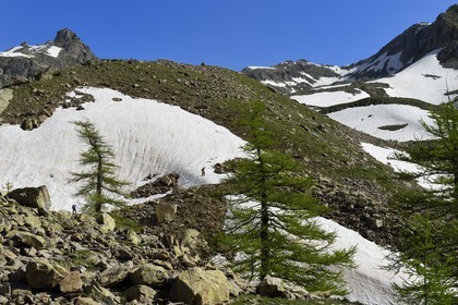 France, Alpes-Maritimes (06), parc national du Mercantour, Haute-Vésubie, randonnée dans le vallon de la Madone de Fenestre, franchissement d'un névé