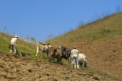 Brésil, Etat de Rio de Janeiro, Serra da Mantiqueira, paysans labourant leur champ avec une charrue (Route de l'or, Estrada Real)