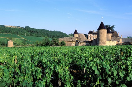 France, Saone et Loire, Chasselas castle surrounded by vineyard