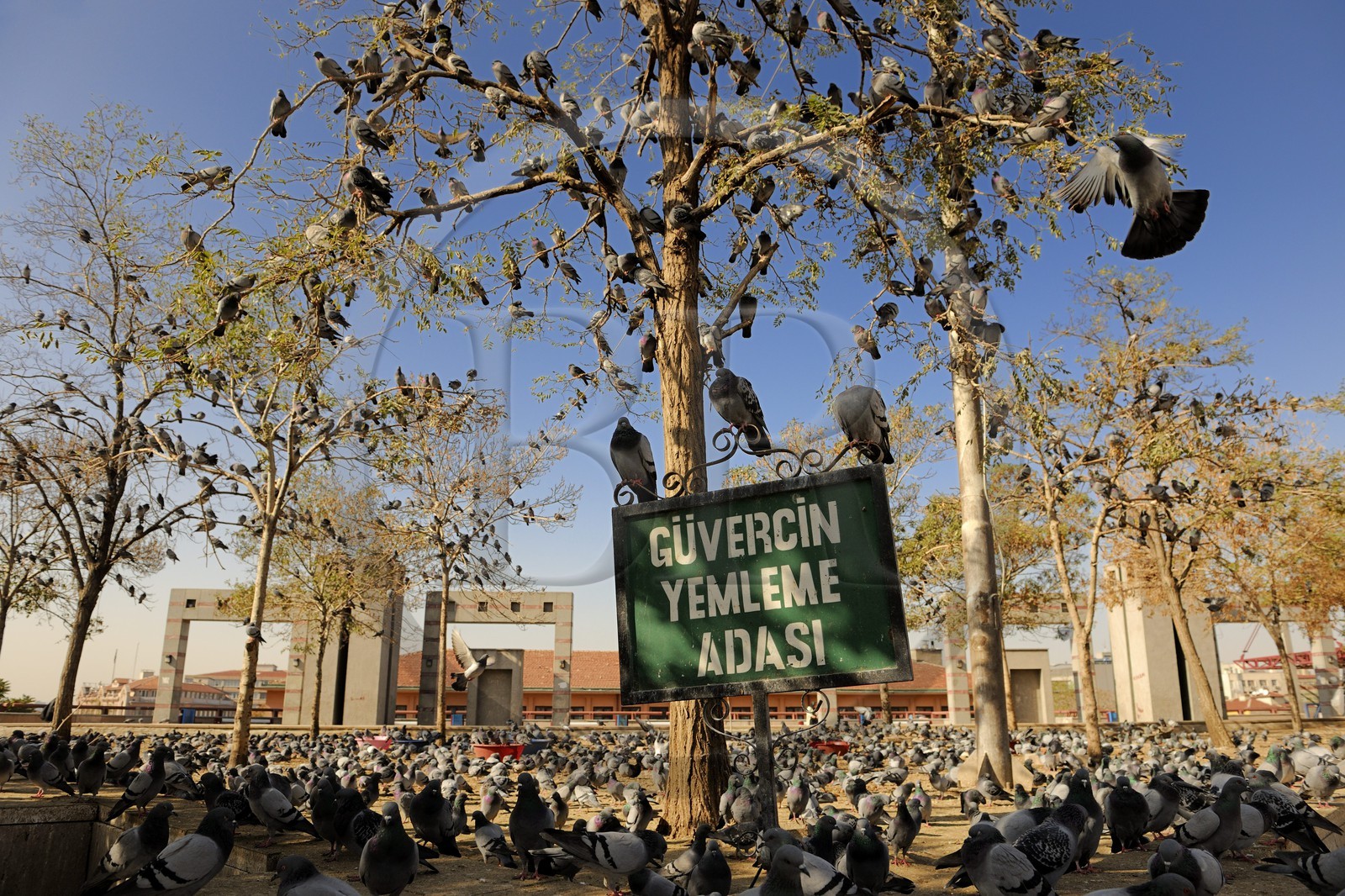 Turquie, Anatolie centrale, Ankara, petite place aux pigeons devant le temple d'Auguste