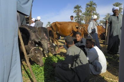Egypte, Haute Egypte, Daraw au nord d'Assouan, marché aux animaux, vente de buffles