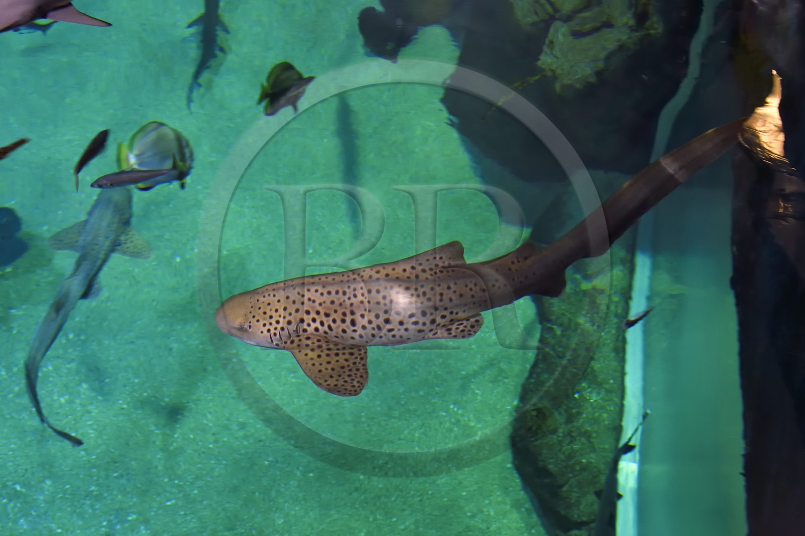 France, Pyrénées-Atlantiques (64), Pays-Basque, Biarritz, l'Aquarium - le Musée de la Mer, requin-zèbre (Stegostoma fasciatum)