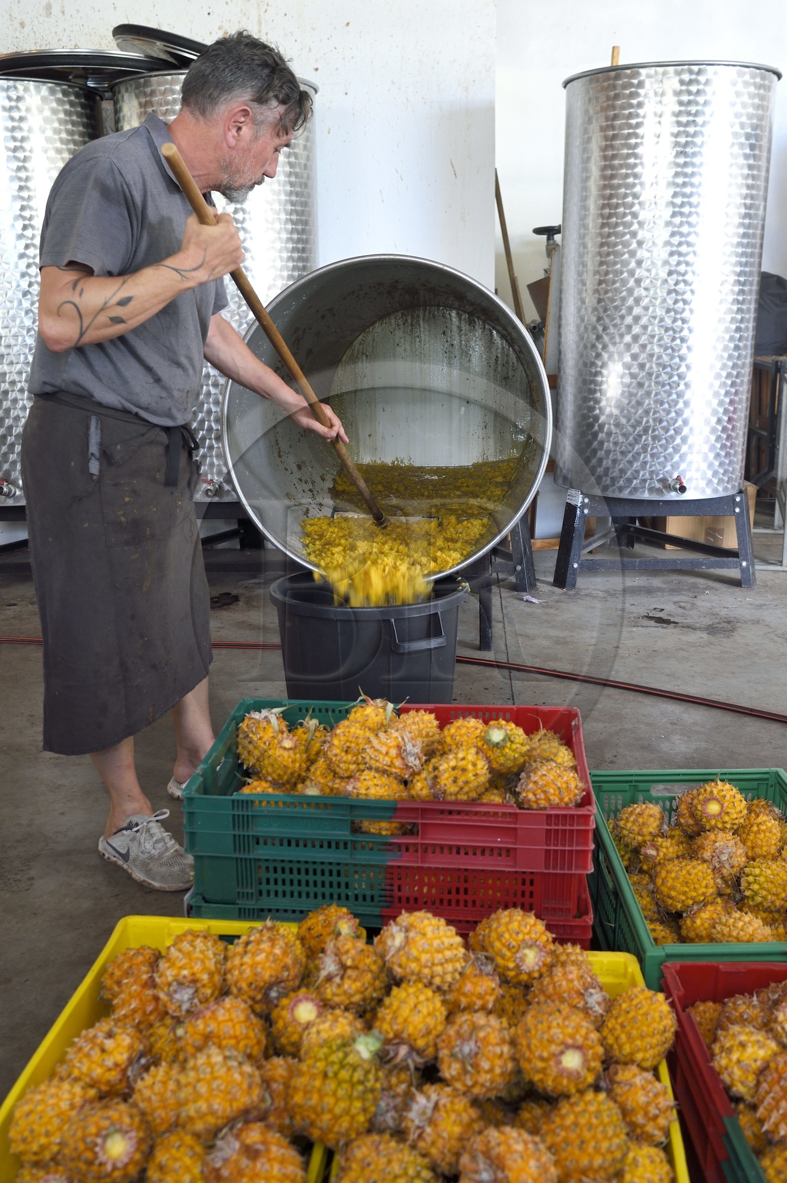 France, Reunion island (French overseas department), La Saline, La Part des Anges Distillation, pineapple collected in tanks after three months of fermentation and before distillation