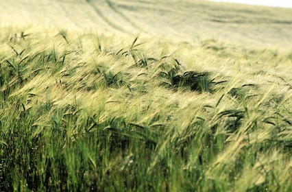 France, Saone et Loire, Mâconnais region, Chapaize region, green wheat fields