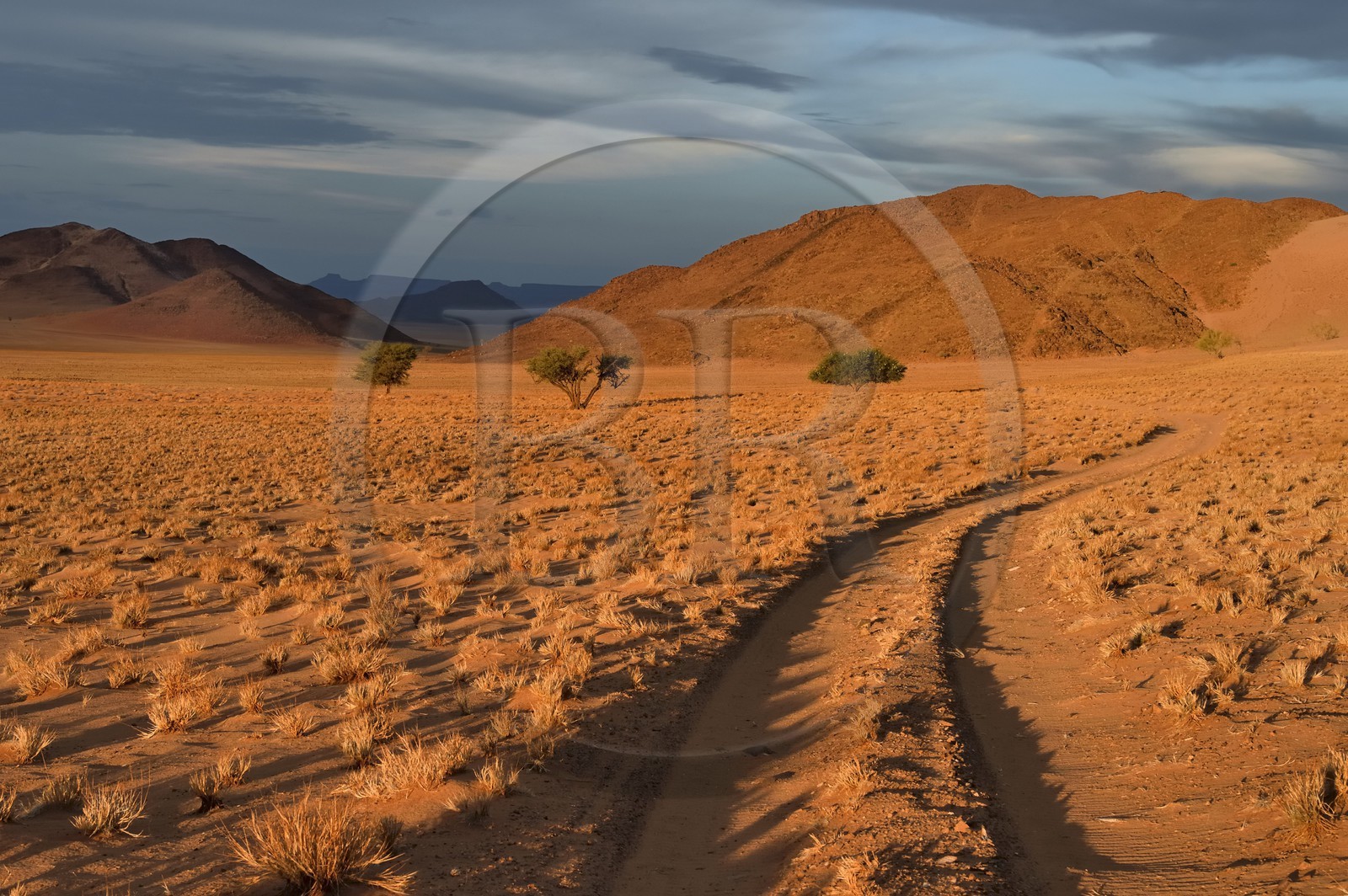 Namibie, région de Hardap, désert du Namib à l'Est du parc national Namib Naukluft vers Sossusvlei, plaine du désert recouverte d'herbe au coucher de soleil