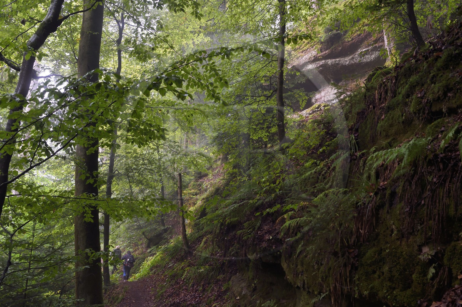 France, Bas-Rhin, Parc regional des Vosges du nord (Northern Vosges Regional Natural Park), La Petite Pierre, hikers on the Trois Roches trail below the Rocher Blanc (White Rock)