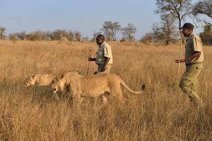 Zimbabwe, Midlands Province, Gweru, Antelope Park home to ALERT (African Lion and Environmental Research Trust), lion (panthera leo) walk through the bush by guides - handlers