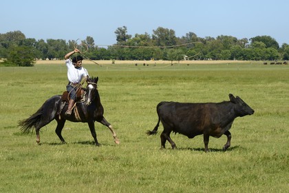 Argentine, province de Buenos Aires, San Antonio de Areco, estancia La Bamba de Areco, gaucho au travail pourchassant une vache au lasso