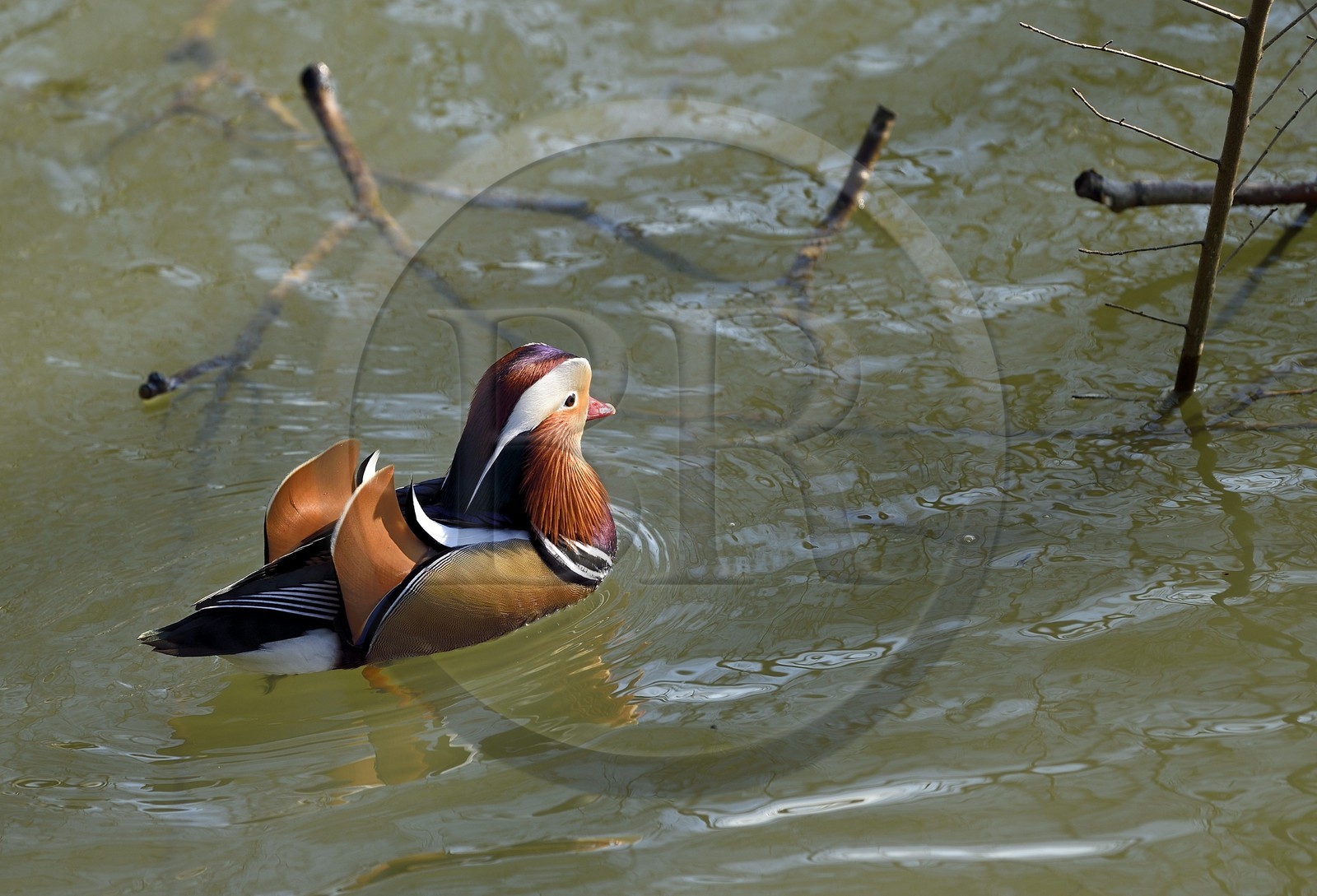 France, Val-de-Marne (94), les bords de Marne, Bry-sur-Marne, canard mandarin mâle (Aix galericulata)