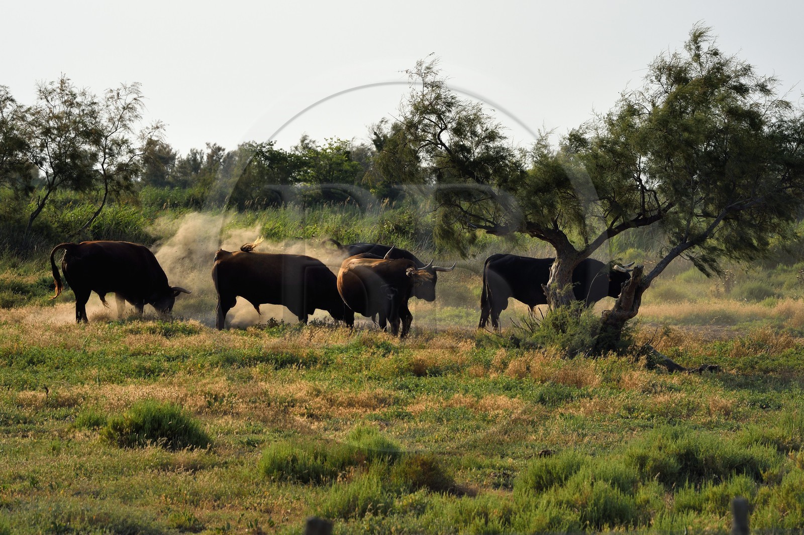 France, Bouches du Rhone, Parc naturel regional de Camargue (Regional Natural Park of Camargue), Vaccares pond, Brava cattle breed, breeding by ganaderias of so-called Spanish bulls for bullfights