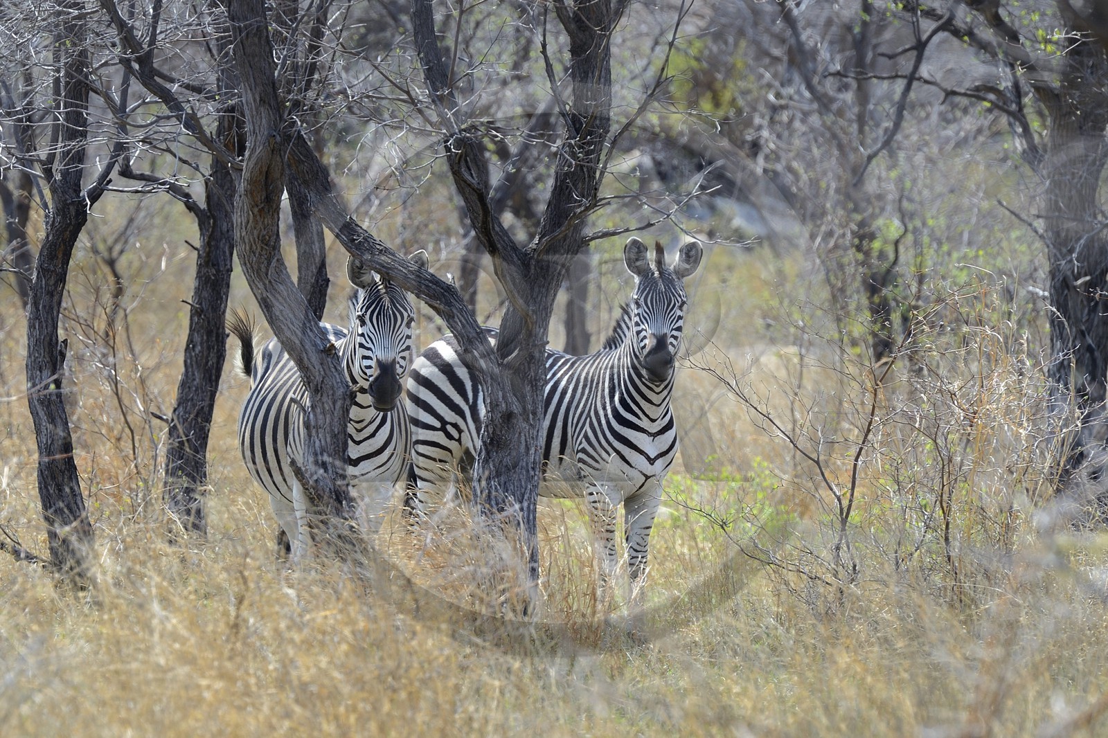 Zimbabwe, province de Matabeleland méridional, Matobo ou Matopos Hills National Park, classé Patrimoine Mondial de l'UNESCO, Zèbres (equus burchelli)