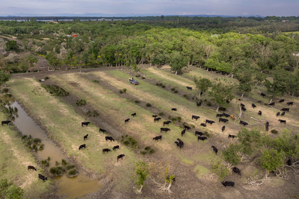 France, Gard (30), Saint-Gilles du Gard, manade Pierre Aubanel & fils, taureaux camarguais appelés Raço di Biou (vue aérienne)