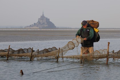 France, Manche (50), Baie du Mont-Saint-Michel, le pêcheur de grève Guy Jugan relevant ses filets de crevettes grises à l'aube