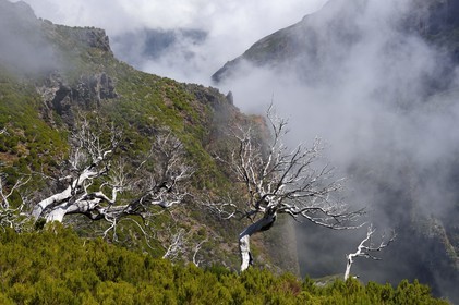 Portugal, Ile de Madère, randonnée sur le Vereda do Areeiro entre les monts Pico Ruivo (1862m) et Pico Arieiro (1817m), foret de bruyères arborescentes brulée en 2010